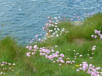 Angelsey