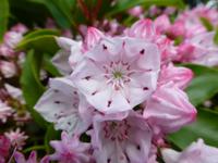 Bodnant Garden &ndash; &copy; Ralf Kuchenbecker (Eberhardt TRAVEL)