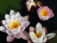 Bodnant Garden &ndash; &copy; Ralf Kuchenbecker (Eberhardt TRAVEL)