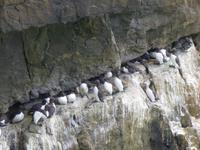 Stackpole Head - Trottellumme &ndash; &copy; Ralf Kuchenbecker (Eberhardt TRAVEL)