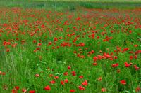 081 Stonehenge, Mohn &ndash; &copy; Konrad Füssel (Eberhardt TRAVEL)