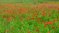 082 Stonehenge, Mohn &ndash; &copy; Konrad Füssel (Eberhardt TRAVEL)