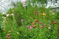 183 National Botanic Garden of Wales &ndash; &copy; Konrad Füssel (Eberhardt TRAVEL)