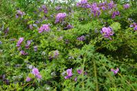 184 National Botanic Garden of Wales &ndash; &copy; Konrad Füssel (Eberhardt TRAVEL)