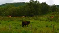 346 Galloways &ndash; &copy; Konrad Füssel (Eberhardt TRAVEL)