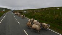 473 Skye, Schafe &ndash; &copy; Konrad Füssel (Eberhardt TRAVEL)