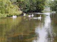 Schwäne in St. James Park am Buckingham Palace &ndash; &copy; Stefan Jahnke (Eberhardt TRAVEL)