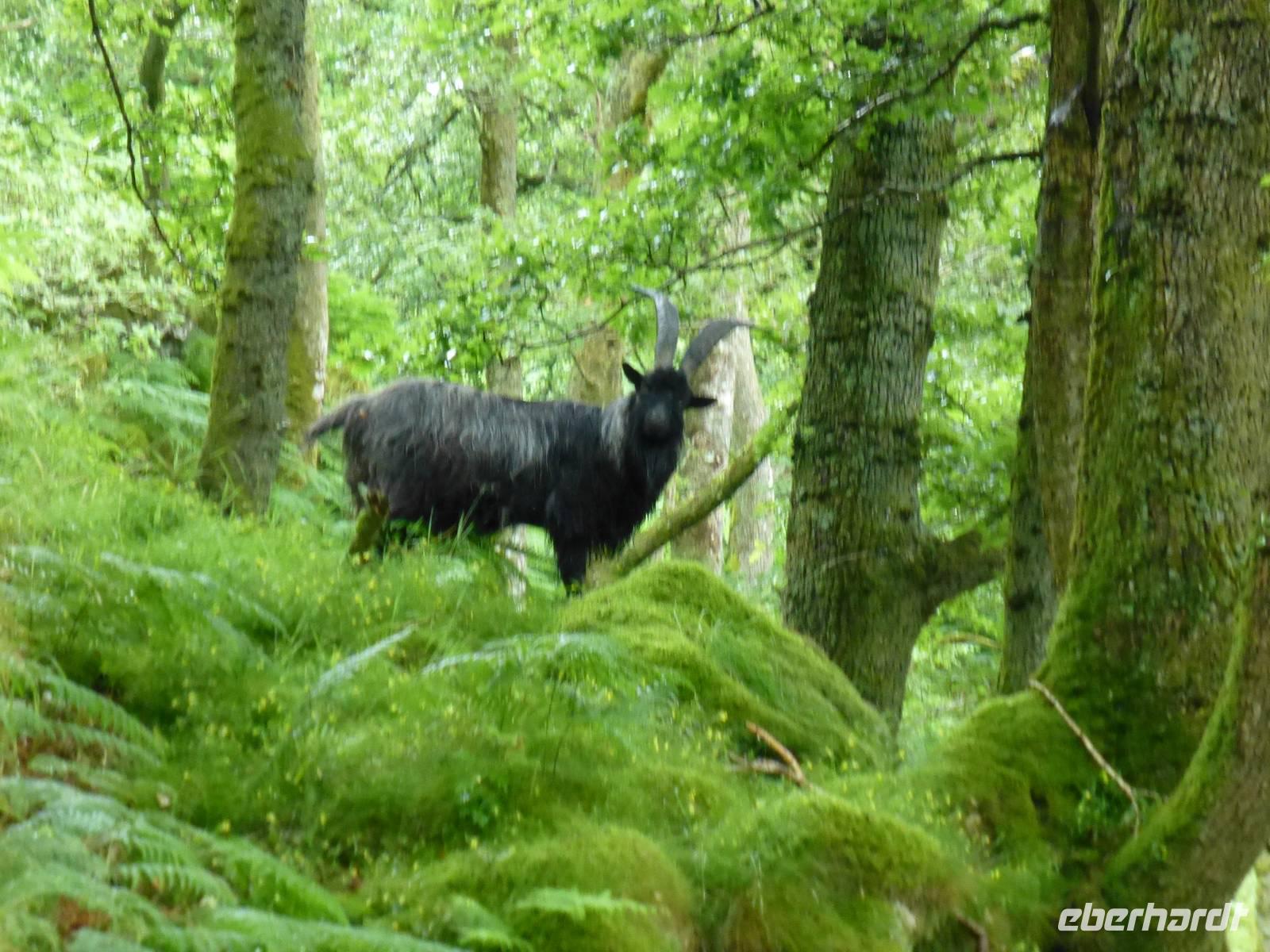 West Highland Way &ndash; &copy; Ralf Kuchenbecker (Eberhardt TRAVEL)
