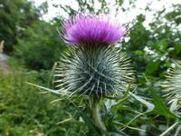 Schottische Distel &ndash; &copy; Ralf Kuchenbecker (Eberhardt TRAVEL)
