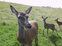 Rothiemurchus Forest &ndash; &copy; Ralf Kuchenbecker (Eberhardt TRAVEL)