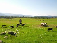 38_Working Sheepdogs &ndash; &copy; Jörg Nesse (Eberhardt TRAVEL)