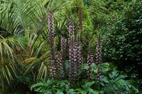 235 Cornwall, Trebah Garden &ndash; &copy; Konrad Füssel (Eberhardt TRAVEL)
