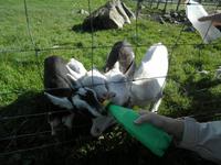 Schaffarm