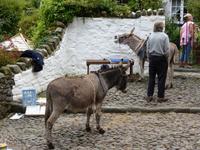 Clovelly - Esel als Transportmittel &ndash; &copy; Claudia Bernhardt (Eberhardt TRAVEL)