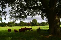 071 Glamis Castle, Galloway´s &ndash; &copy; Konrad Füssel (Eberhardt TRAVEL)