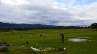 202 Schäfer Neil and the working Sheepdogs &ndash; &copy; Konrad Füssel (Eberhardt TRAVEL)