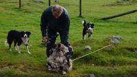 215 Schäfer Neil and the working Sheepdogs &ndash; &copy; Konrad Füssel (Eberhardt TRAVEL)
