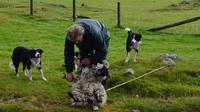 216 Schäfer Neil and the working Sheepdogs &ndash; &copy; Konrad Füssel (Eberhardt TRAVEL)