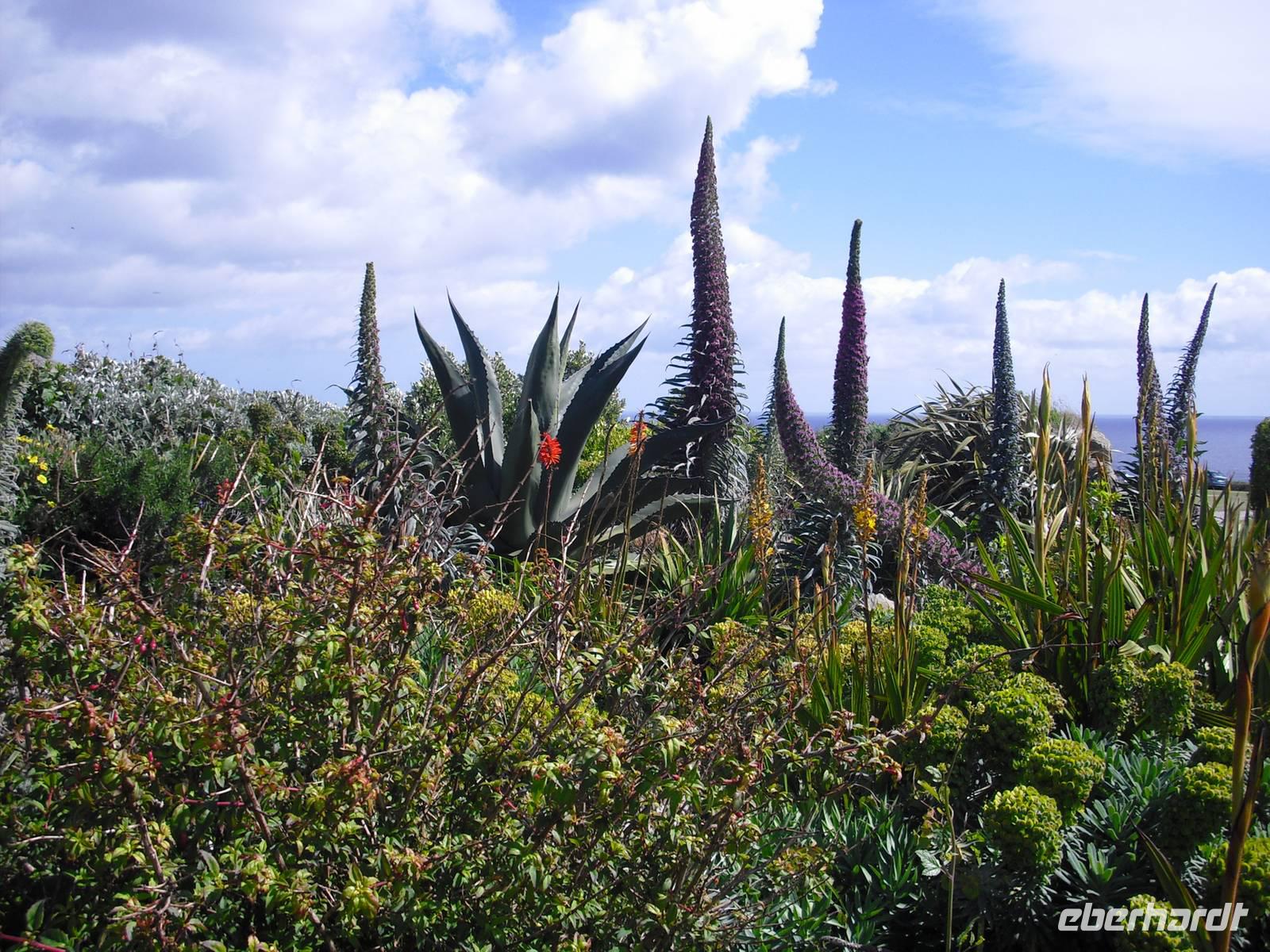 Flora in Cornwall &ndash; &copy; Norbert Binder (Eberhardt TRAVEL)