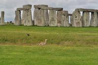 Stonehenge &ndash; &copy; Martin Büchner (Eberhardt TRAVEL)