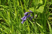 Bluebells &ndash; &copy; Martin Büchner (Eberhardt TRAVEL)