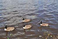 Windsor &ndash; &copy; Martin Büchner (Eberhardt TRAVEL)