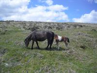 Dartmoor &ndash; &copy; Norbert Binder (Eberhardt TRAVEL)