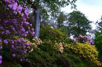 621 Schottland,  Inverewe Garden am Loch Ewe &ndash; &copy; Konrad Füssel (Eberhardt TRAVEL)