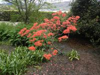 Inverewe Garden