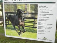 Nationalgestüt Kildare &ndash; &copy; Constanze Hölig (Eberhardt TRAVEL)