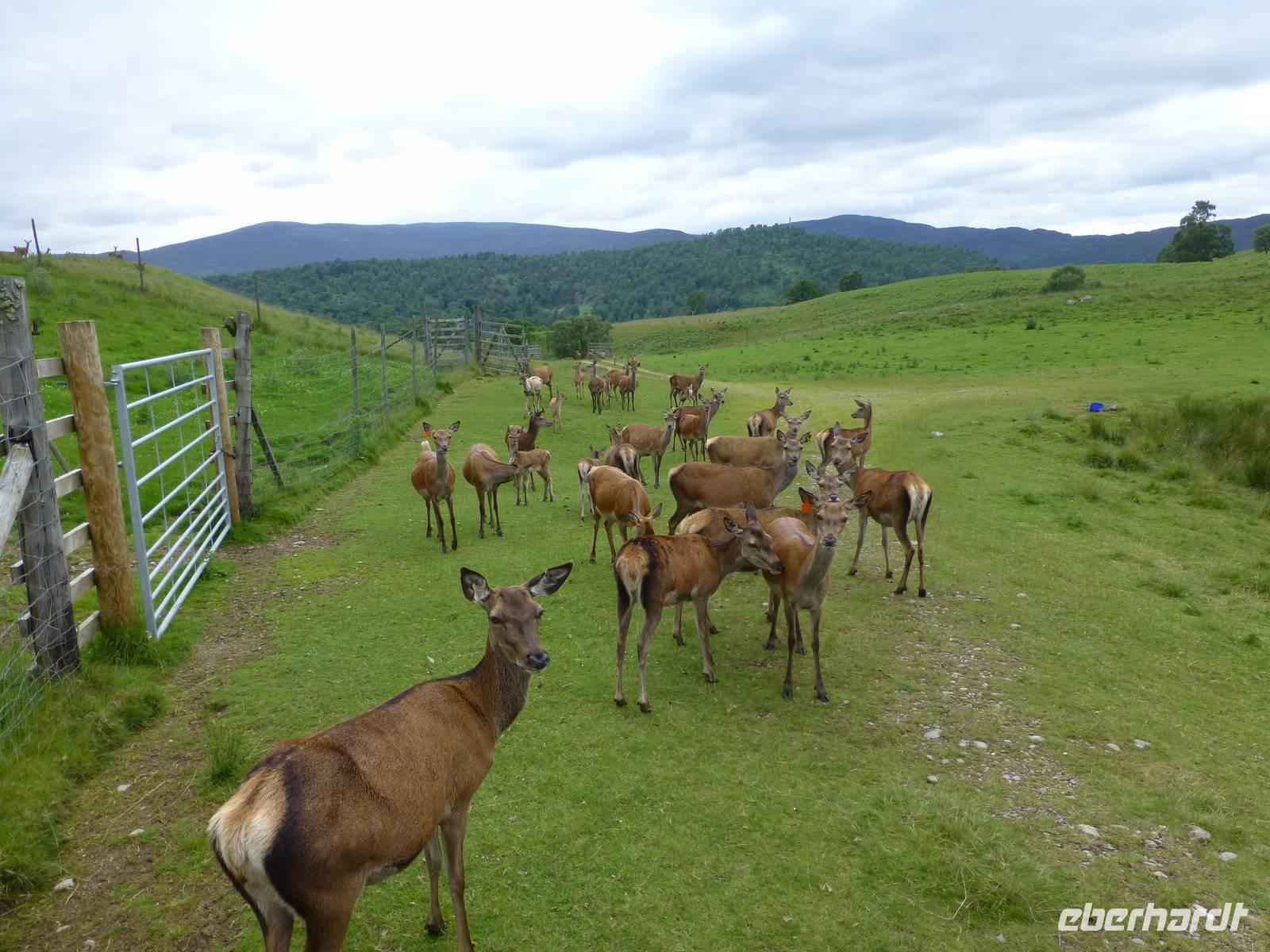 Rothiemurchus Forrest &ndash; &copy; Ralf Kuchenbecker (Eberhardt TRAVEL)