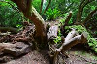 254 The Lost Gardens of Heligan &ndash; &copy; Konrad Füssel (Eberhardt TRAVEL)