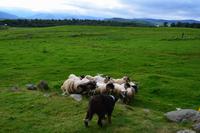 0120 Kingcraig, Schäfer Neils and the working Sheepdogs &ndash; &copy; Konrad Füssel (Eberhardt TRAVEL)