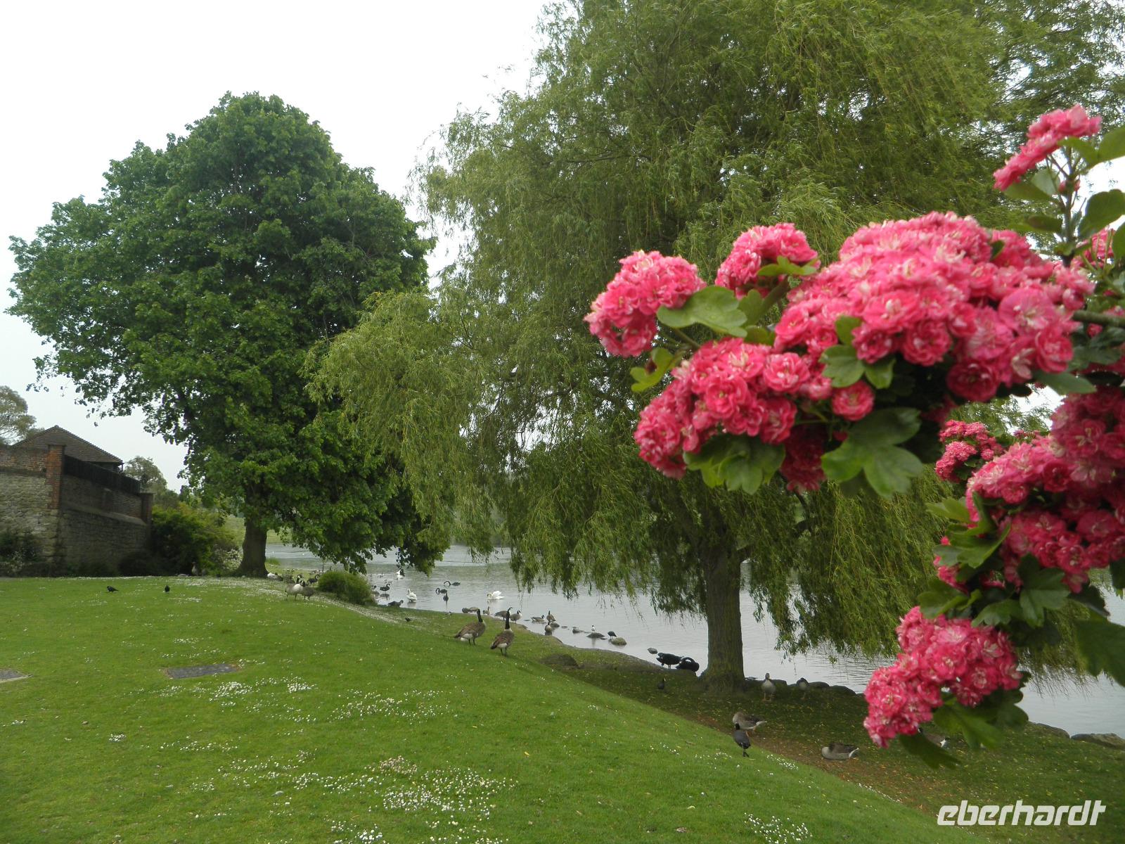 Leeds Castle &ndash; &copy; Constanze Hölig (Eberhardt TRAVEL)