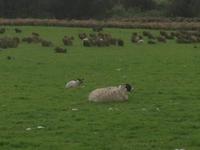 Dartmoor &ndash; &copy; Constanze Hölig (Eberhardt TRAVEL)