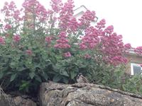 St Michael's Mount &ndash; &copy; Constanze Hölig (Eberhardt TRAVEL)