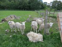 Schaffarm &ndash; &copy; Constanze Hölig (Eberhardt TRAVEL)