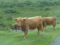 Galloway Rinder Dartmoor &ndash; &copy; Philipp Schmitz (Eberhardt TRAVEL)