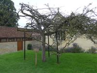 Glastonbury Abbey - Dornstrauch &ndash; &copy; Philipp Schmitz (Eberhardt TRAVEL)