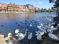 Windsor &ndash; &copy; Constanze Hölig (Eberhardt TRAVEL)