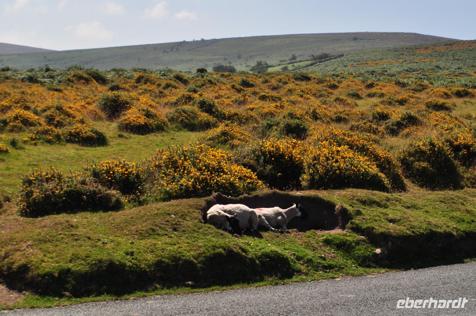 Dartmoor &ndash; &copy; Martin Büchner (Eberhardt TRAVEL)