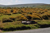 Dartmoor &ndash; &copy; Martin Büchner (Eberhardt TRAVEL)