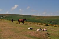 Dartmoor Ponys &ndash; &copy; Martin Büchner (Eberhardt TRAVEL)