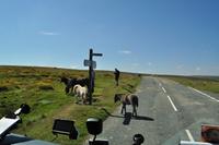 Dartmoor &ndash; &copy; Martin Büchner (Eberhardt TRAVEL)