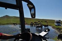 Dartmoor &ndash; &copy; Martin Büchner (Eberhardt TRAVEL)