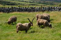 284 Isle of Man,  Cregneash, Manx Loaghtan Schafe &ndash; &copy; Konrad Füssel (Eberhardt TRAVEL)