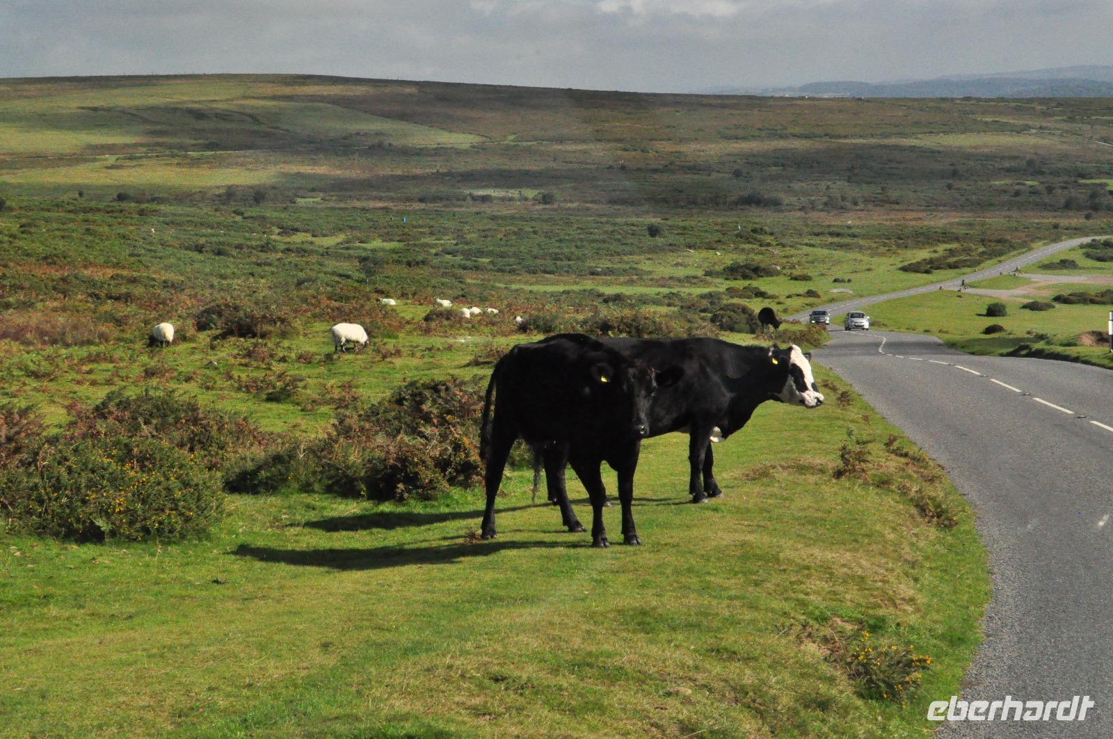 Dartmoor &ndash; &copy; Martin Büchner (Eberhardt TRAVEL)