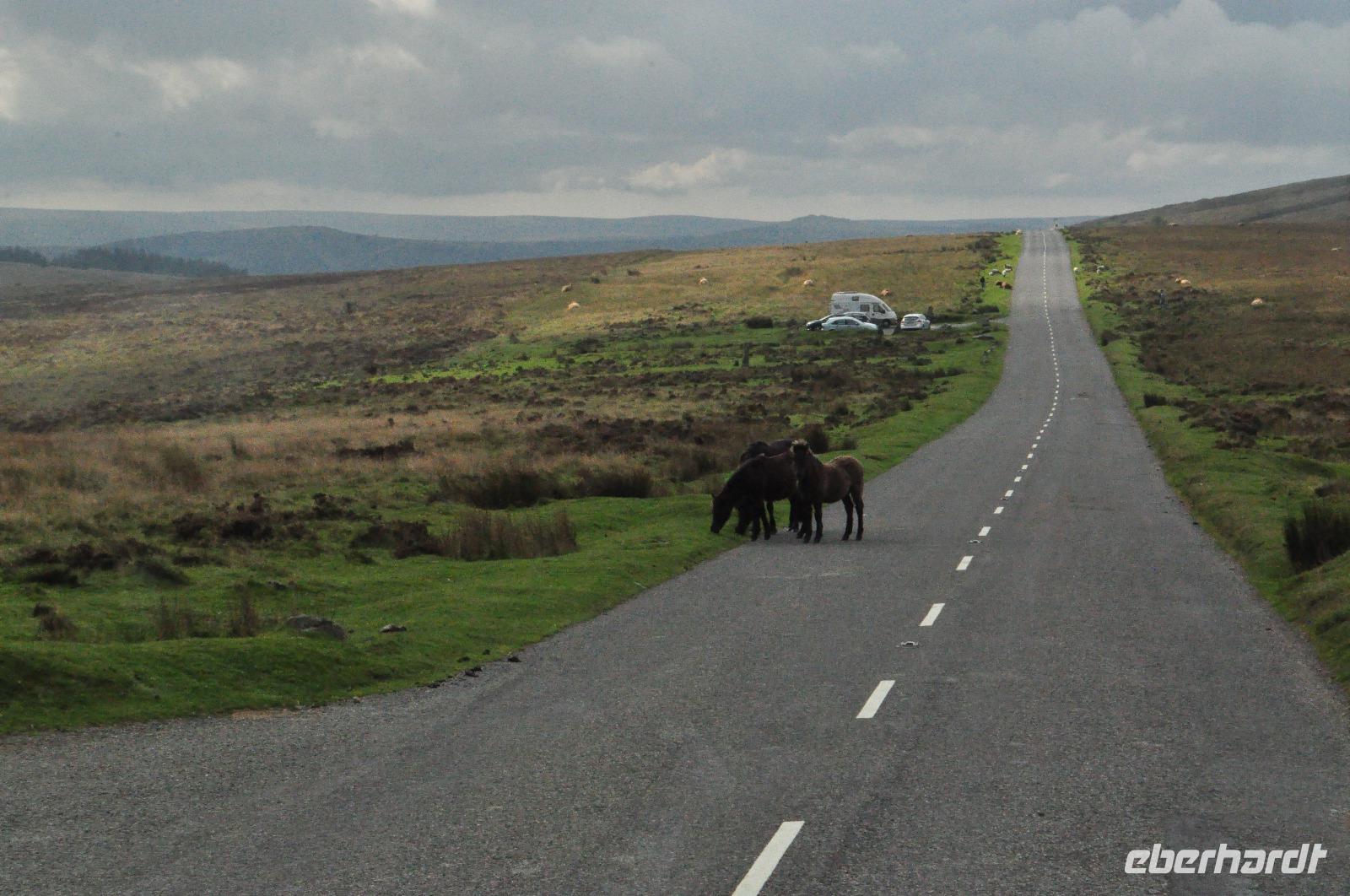 Dartmoor &ndash; &copy; Martin Büchner (Eberhardt TRAVEL)