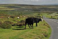 Dartmoor &ndash; &copy; Martin Büchner (Eberhardt TRAVEL)