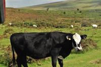 Dartmoor &ndash; &copy; Martin Büchner (Eberhardt TRAVEL)
